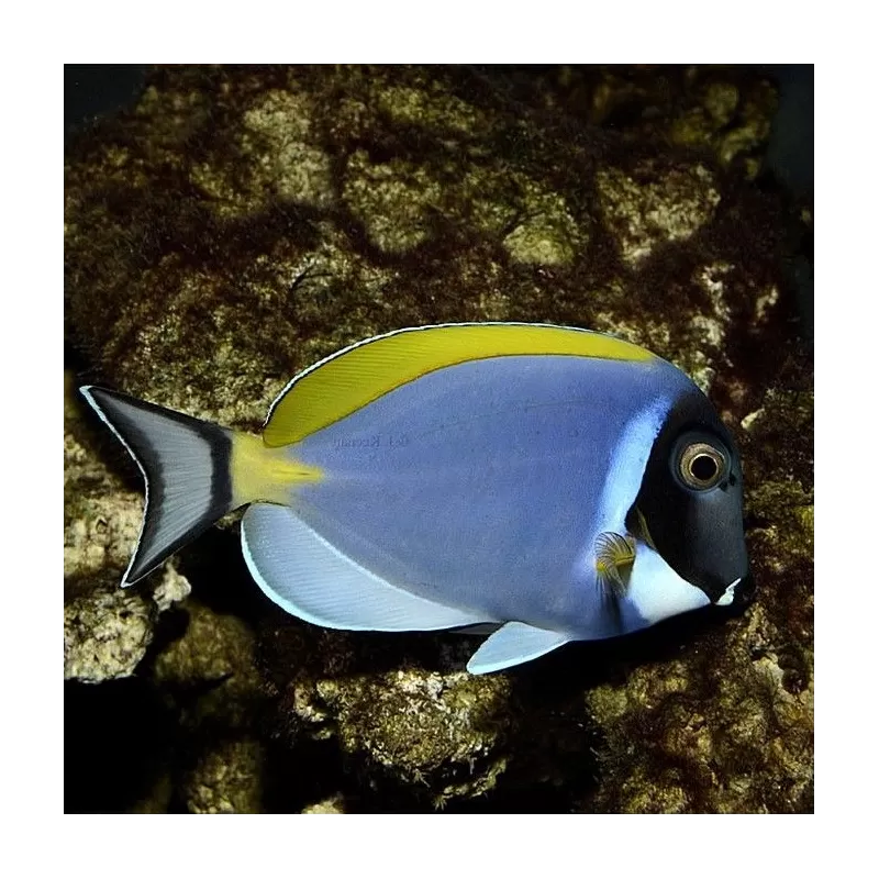 Acanthurus Leucosternon L Acanthurus Leucosternon L