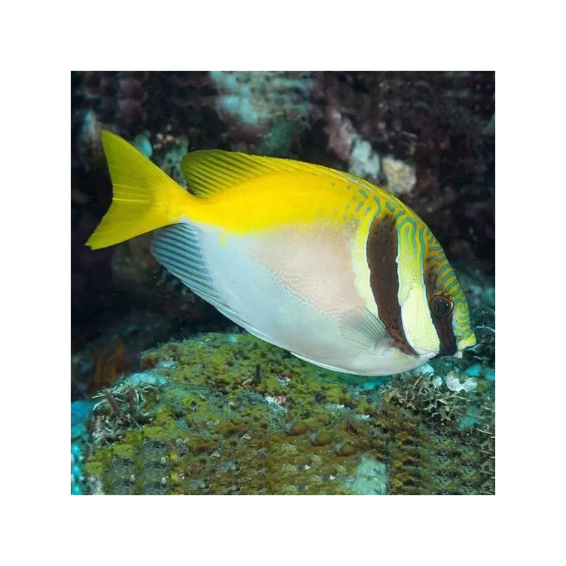 siganus virgatus M siganus virgatus M