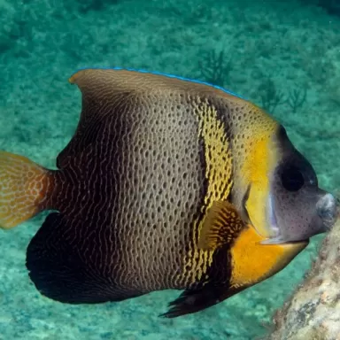 Pomacanthus Zonipectus (M)