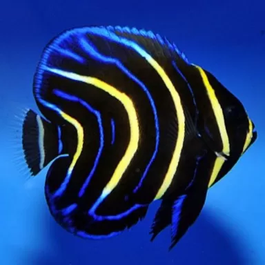 Pomacanthus Zonipectus (M)