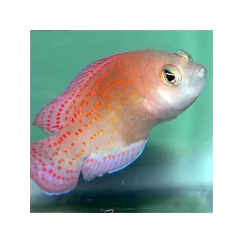 Philodochromis Cerasina