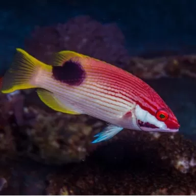 bodianus bilunulatus