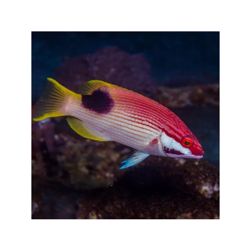 bodianus bilunulatus