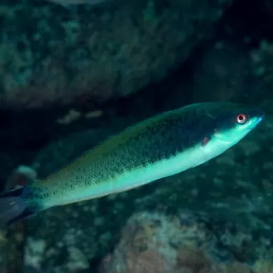 pseudocoris yamashiroi