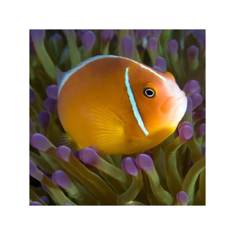 Amphiprion Perideraion Amphiprion Perideraion