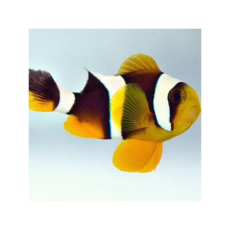 Amphiprion Chrysogaster Amphiprion Chrysogaster