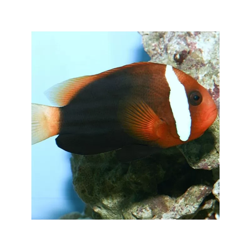 Amphiprion Melanopus (M)