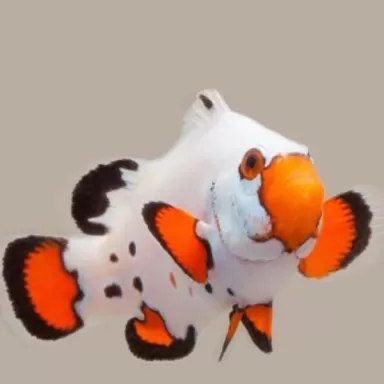 Amphiprion ocellaris frostbite Amphiprion ocellaris frostbite