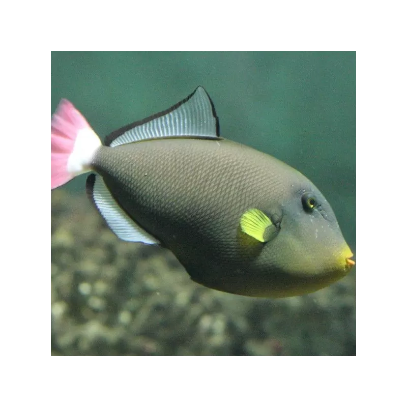 Melichthys Vidua Melichthys Vidua