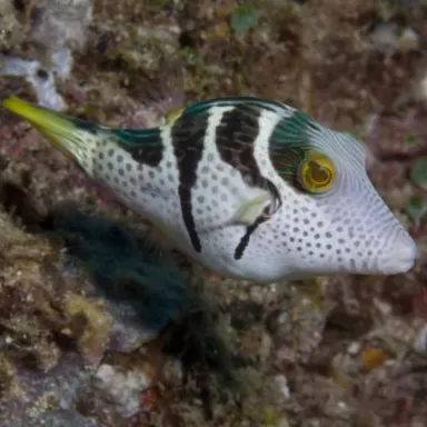 Paraluteres Prionurus