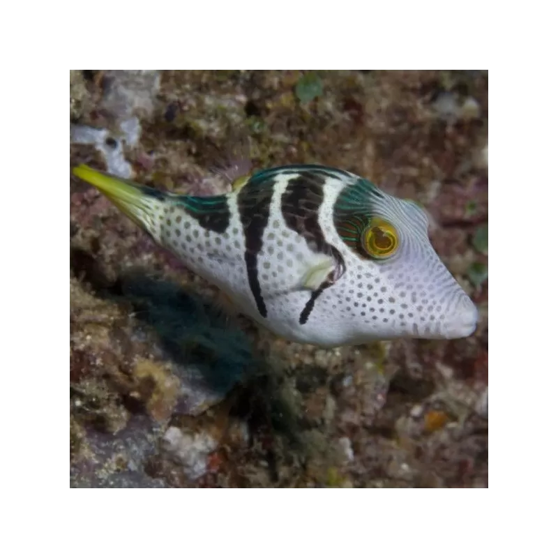 Paraluteres Prionurus Paraluteres Prionurus