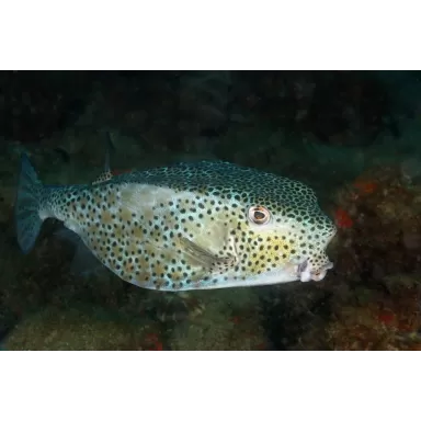 Ostracion Rhinorhynchos juv