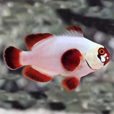 Premnas Biaculatus Goldnugget