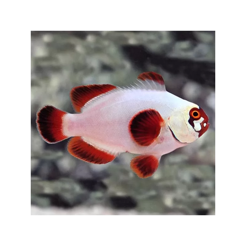Premnas Biaculeatus Gold Nugget Premnas Biaculeatus Gold Nugget