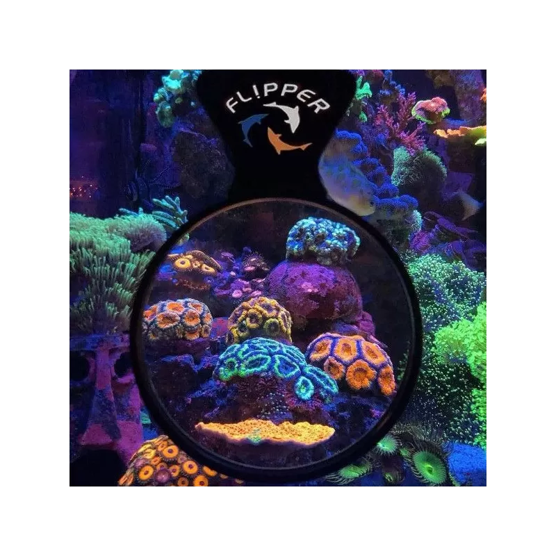 Flipper DeepSee Viewer 4 Flipper DeepSee Viewer 4