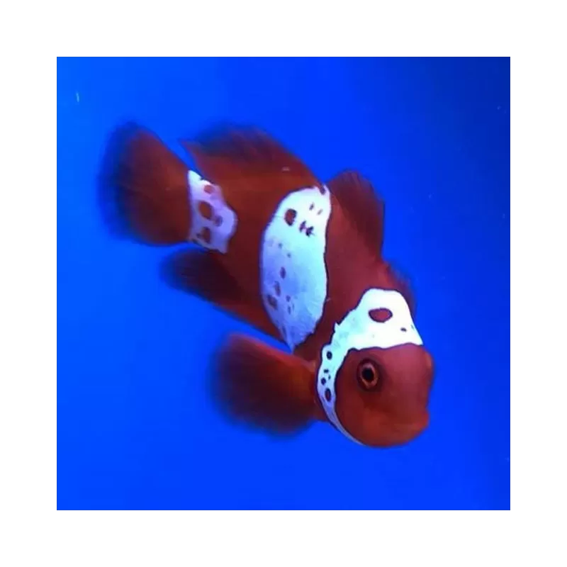 Premnas Biaculeatus Lightning Maroon