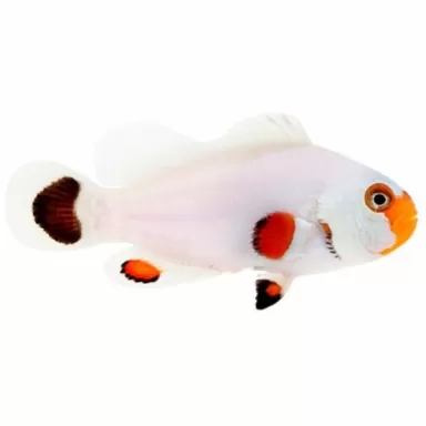 Amphiprion Ocellaris Wyoming white Amphiprion Ocellaris Wyoming white