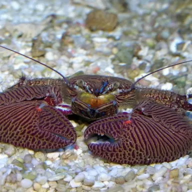 Porzellan Sayana