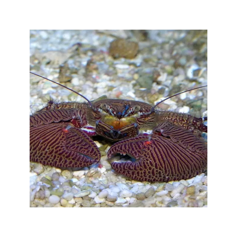 Porcellana Sayana