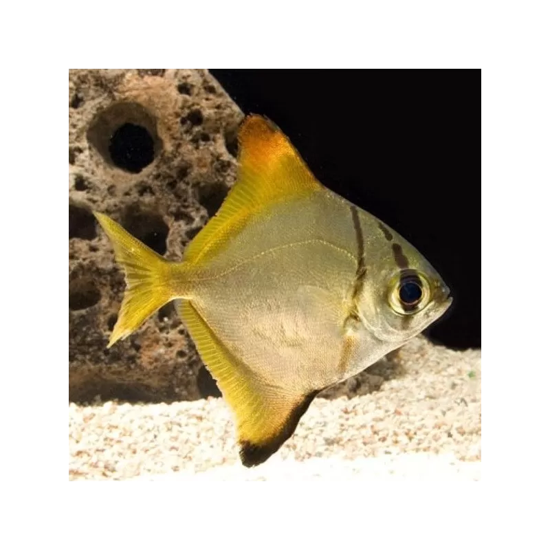 Monodactylus Argenteus Monodactylus Argenteus