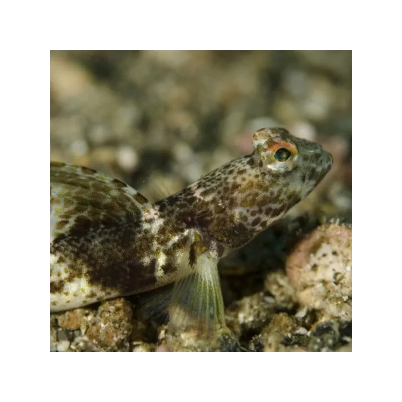 tomiyamichthys oni