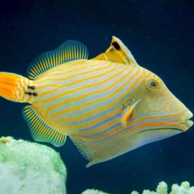 balistapus undulatus L 8 12cm