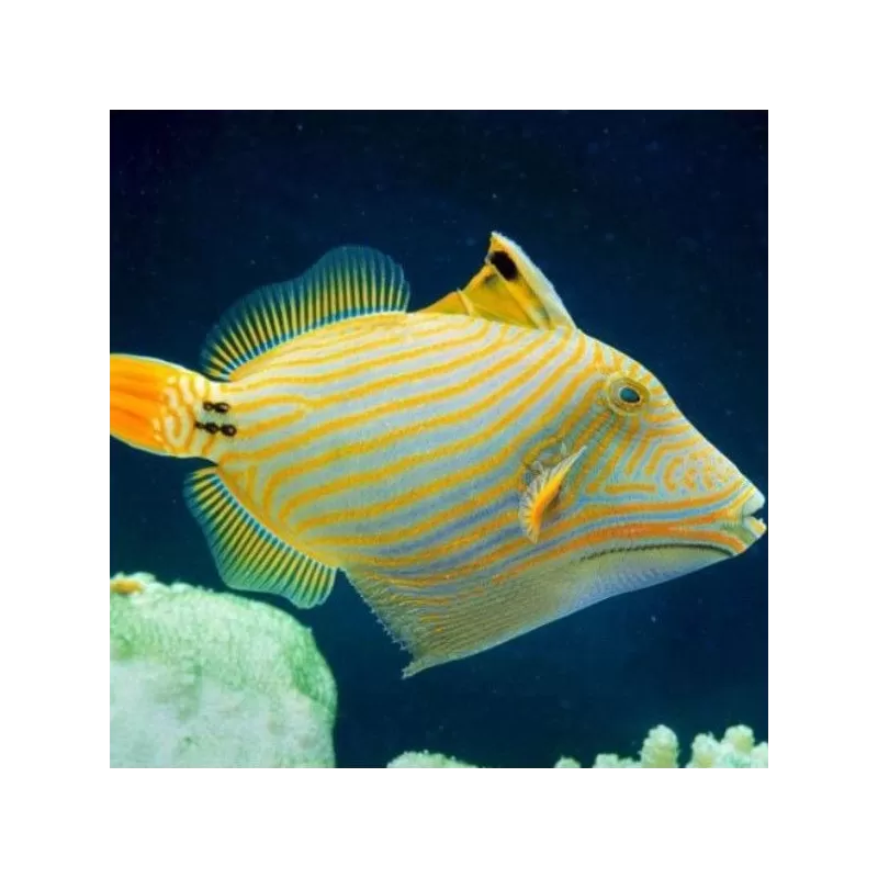balistapus undulatus L 8 12cm balistapus undulatus L 8 12cm