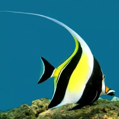 zanclus cornutus L XL