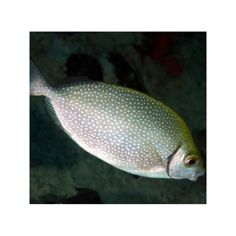 Siganus Canaliculatus (L) Siganus Canaliculatus (L)