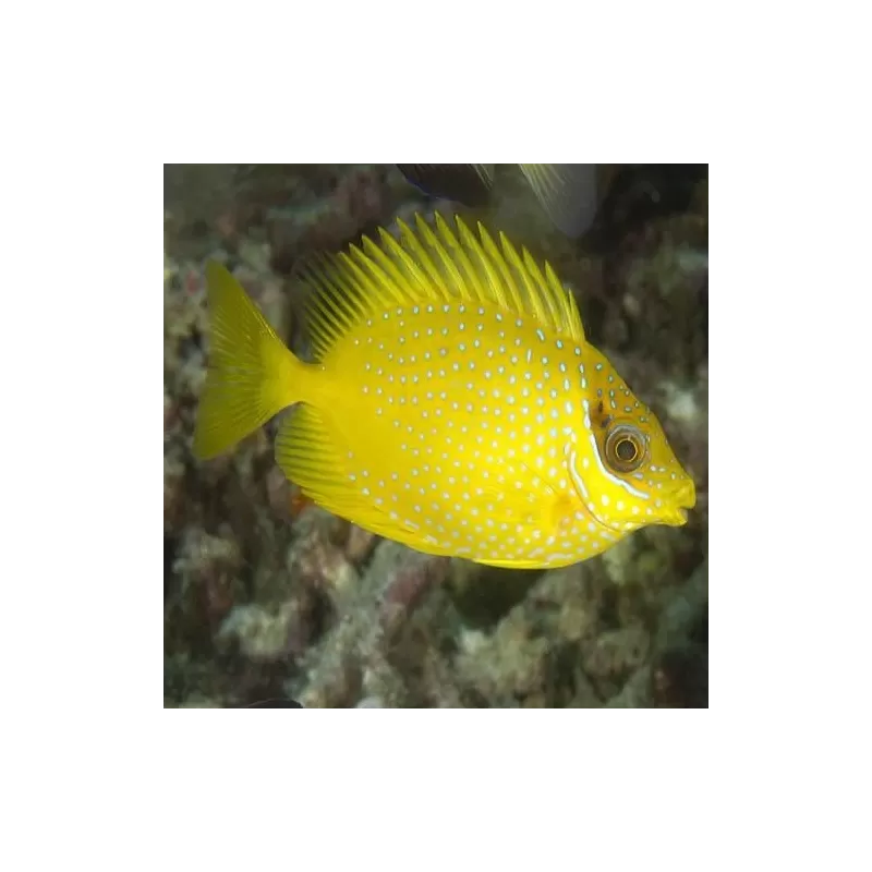 Siganus Corallinus Puelloides (M)