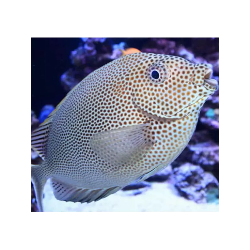 Siganus Stellatus Siganus Stellatus