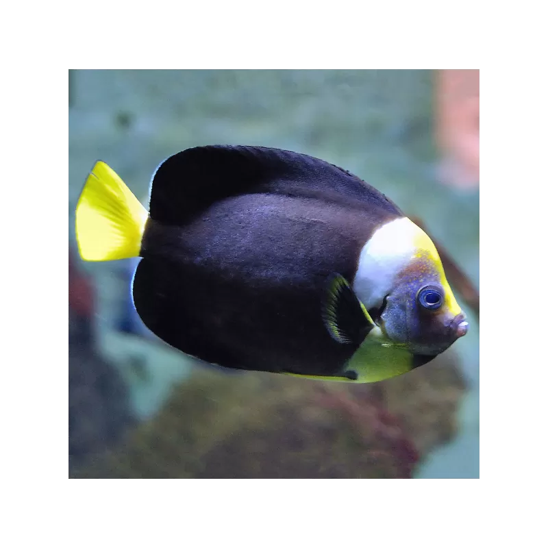 Chaetodontoplus Personifer (S) Chaetodontoplus Personifer (S)