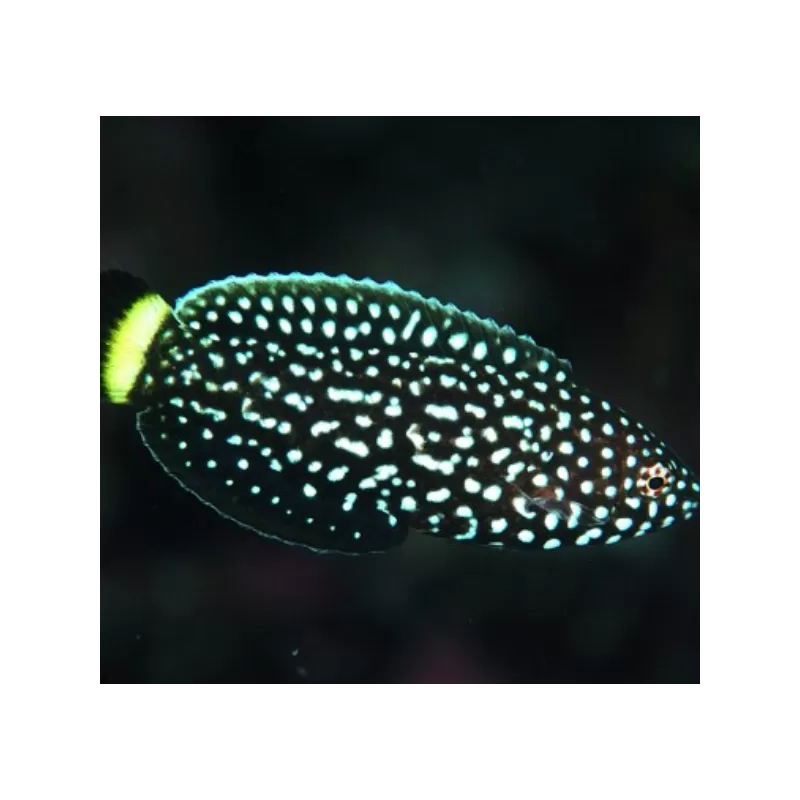 Anampses Melanurus (M)