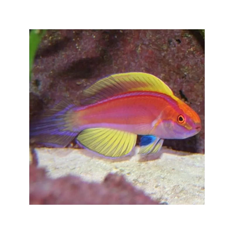 Cirrhilabrus Roseafascia male Cirrhilabrus Roseafascia male