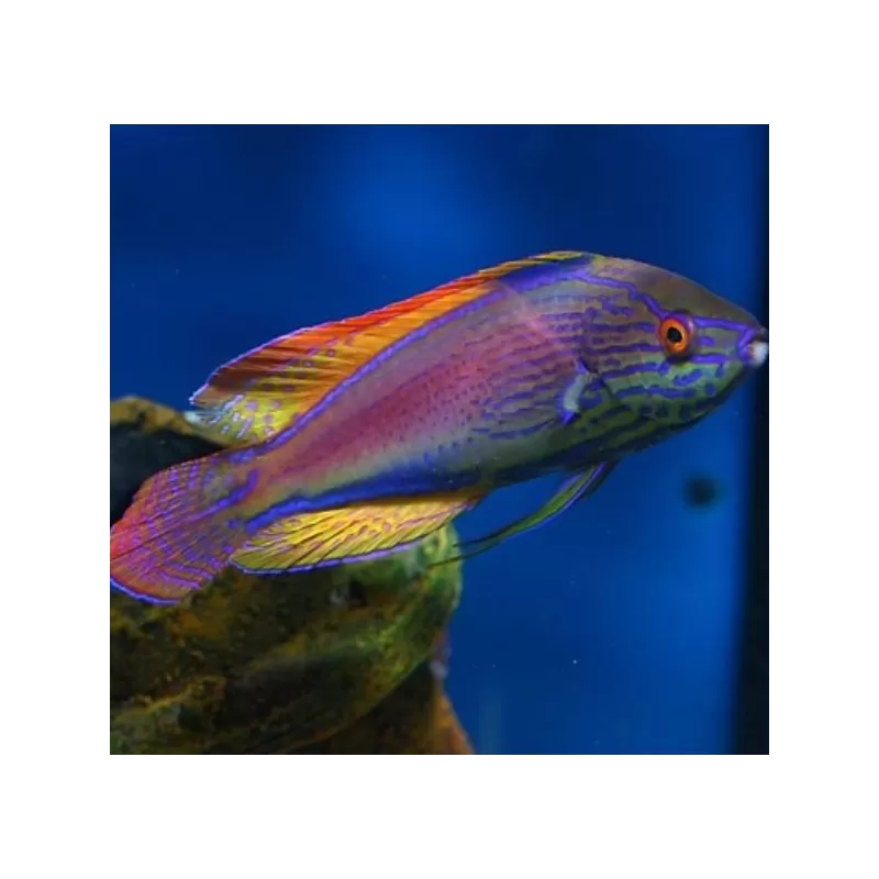 Cirrhilabrus Lineatus Female L Cirrhilabrus Lineatus Female L