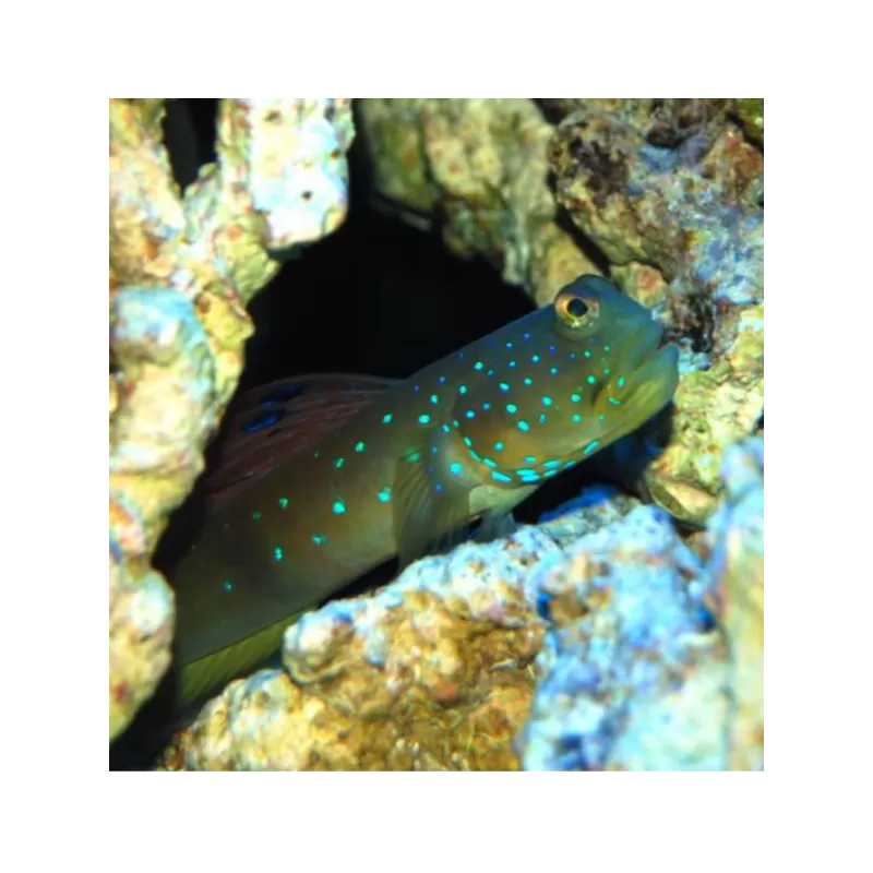 Cryptocentrus Pavoninoides