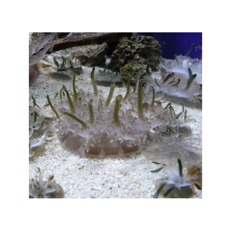 Cassiopea Xamachana