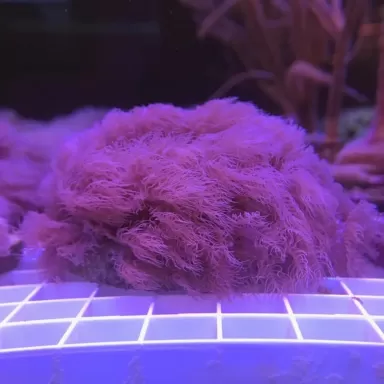 Anthelia clauca Frag