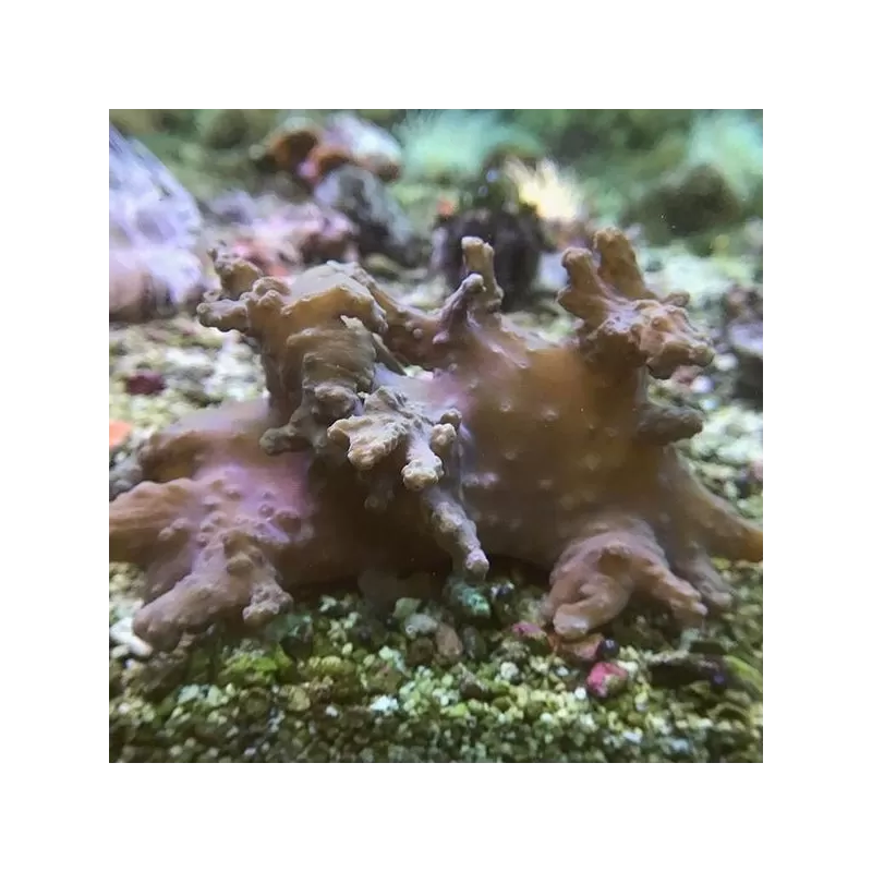 Sinularia Brassica taille M