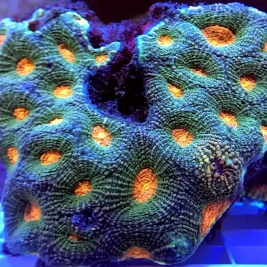 Acanthastrea Echinata Grün/Orange M-Größe