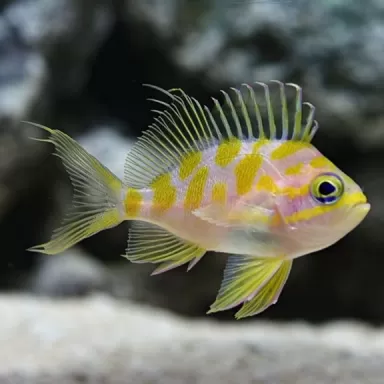 Odontanthias Borbonius M