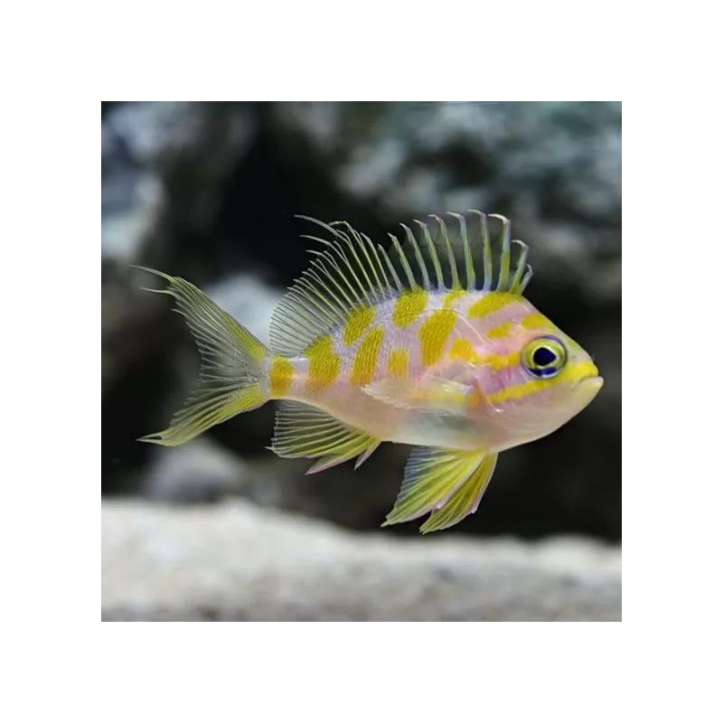 Odontanthias Borbonius M Odontanthias Borbonius M