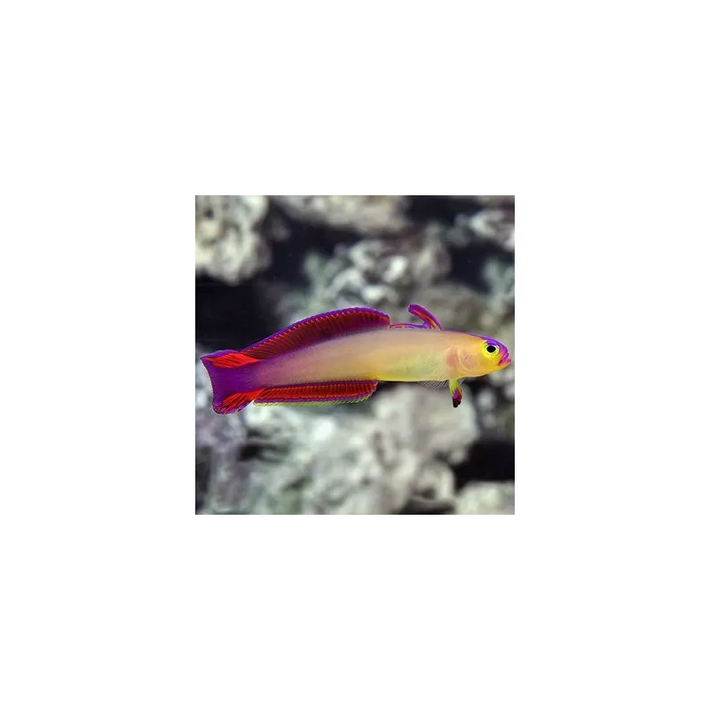 Nemateleotris Exquisita Nemateleotris Exquisita