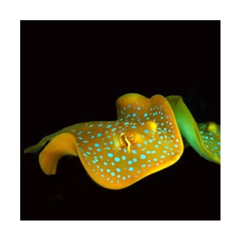 Taeniura Lymna Taeniura Lymna