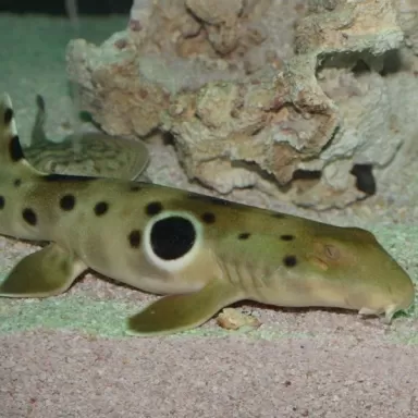 Hemiscyllium Ocellatum XL