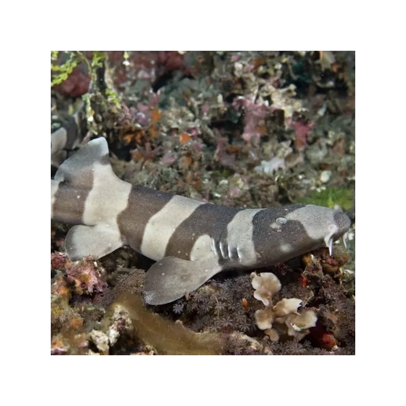 Chiloscyllium Punctatum XL Chiloscyllium Punctatum XL