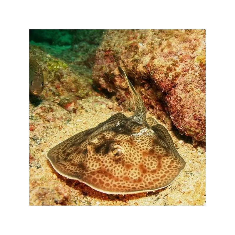 Urolophus Halleri (M) Urolophus Halleri (M)