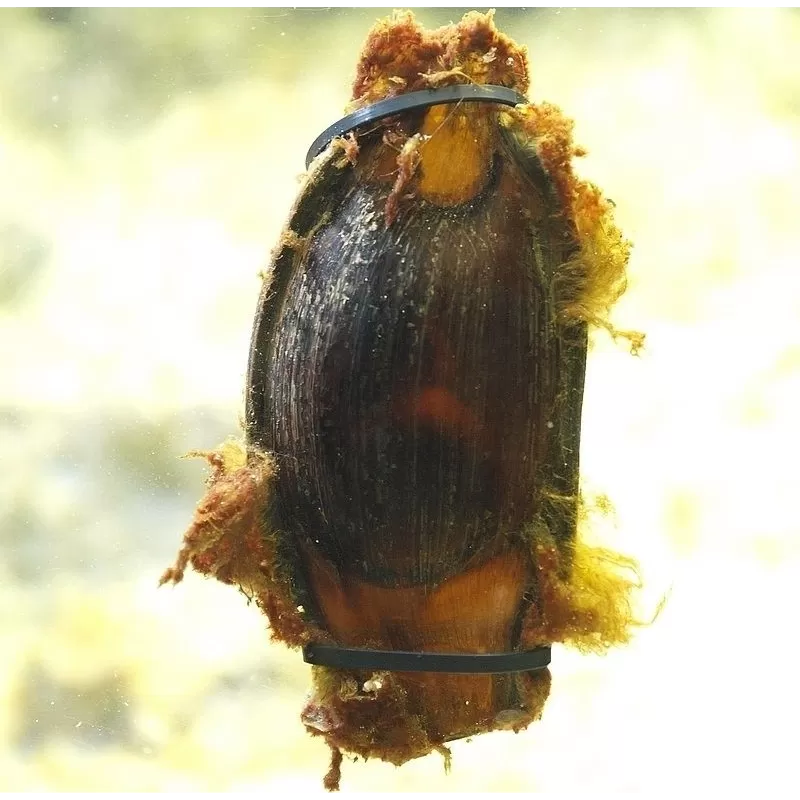 Chiloscyllium Punctatum Egg Chiloscyllium Punctatum Egg