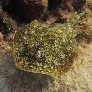 Urobatis Jamaicensis M