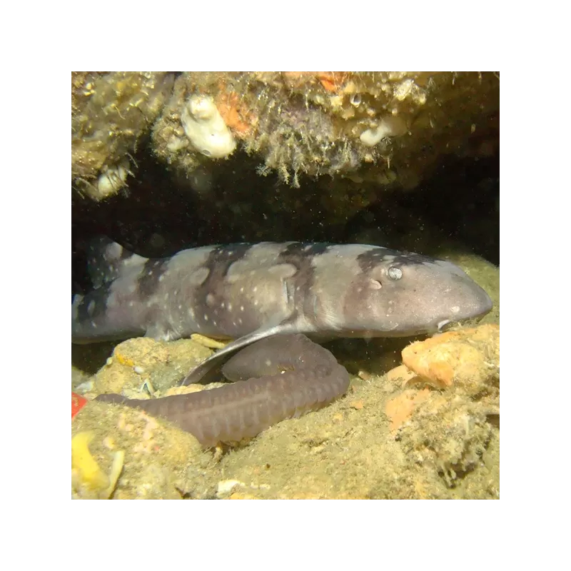 Chiloscyllium Plagiosum L Chiloscyllium Plagiosum L